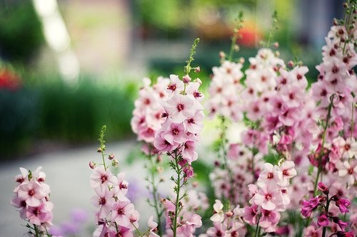 金蝉花卉怎样	（金蝉花卉怎么养）